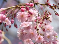 小町通りの枝垂れ桜

干物の山安の店頭に咲いていました。