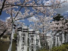 鶴岡八幡宮　旗上弁財天社の桜