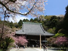 妙本寺　境内の桜と花海棠

鎌倉駅から程近い妙本寺、祖師堂の両側に花海棠の木があります。
普段は静かな境内ですが、この時期は結構人が多いようです。