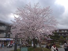 阪急嵐山駅を出て、駅前広場には満開の桜がありました。