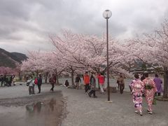 嵐山公園中之島地区でも桜並木がありました。