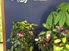 水牛車から降りると係りの人の誘導でお土産物屋さんを通り抜け、
水牛と写真を撮る場所まで連れて行かれます。

水牛との写真は買わなくても大丈夫です。
自分のカメラでは撮ってもらえなかったです。

お昼はこちらのレストランでとります。