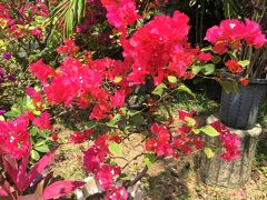 食後は島内を散歩。ブーゲンビリアが綺麗です。