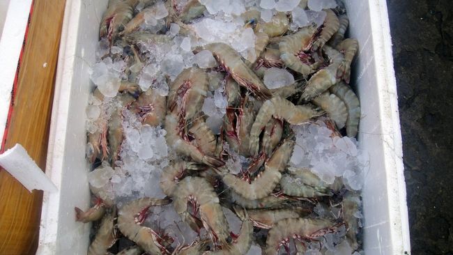 こちらは海老。カンボジアでは珍しく冰詰めされてます。