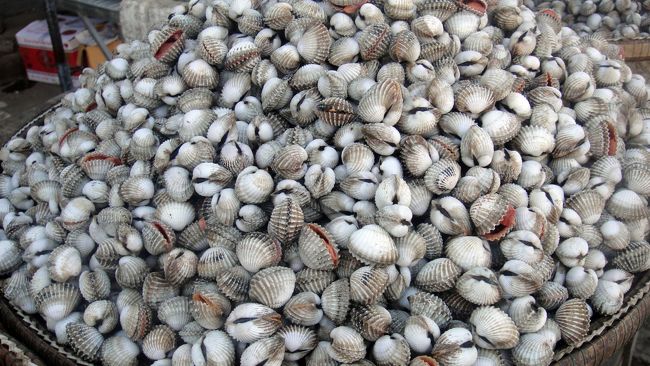 こちらはトリ貝(と思われます)。<br />カンボジアではこのまま天日干した物をリヤカーで売ってます。