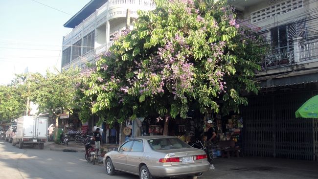 こちらは大きな木に覆われた日用品店。童話のような風景です。