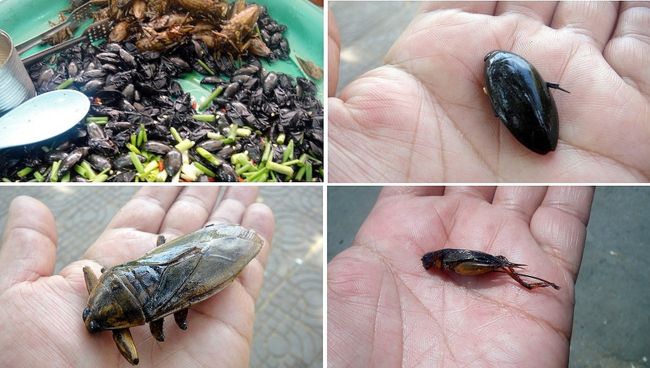 で……これはオールド・マーケット前の屋台で売っていた虫系。オヤジゲテモノ食いではありませんが、冥土の土産に挑戦しました。もう二度と食べませんが。絶対に ?  多分……。<br /><br />左上: こんな風に売ってました。<br />右上: ゲンゴロウ。<br />左下: セミ。<br />右下: コオロギ。<br /><br />で……お味は……“海老の素揚げ”を食べている感じ。羽は海老の尻尾、足は海老の足の食感です。ただ海老には甘いプリプリの身が付いてますが虫にはそれがありません。ひたすら味のない海老の殻を食べてる感じです。慣れれば違和感が無くなりますが、また食べたいとは思いません。残念。<br />