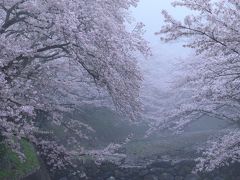 6：30　七谷川畔　和らぎの道

昨晩出発して道の駅/ガレリア亀岡にて車中泊、5時30分起床。
七谷川沿い1kmに1500本の桜が見頃。


駐車場　専用は無し、近くに民間有り