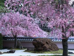 10：20　正法寺（しょうぼうじ）

石庭の紅枝垂れが見頃入り。


拝観料　300円
駐車場　無料