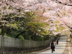 12：20　向日（むこう）神社

参道の桜が綺麗だったので急遽立ち寄り。


拝観料　無料
駐車場　無料
※参道を歩きたいので近くのコインP利用