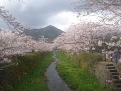 綺麗な桜と山口の山
