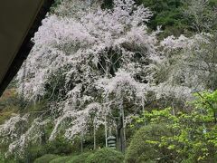 如意輪寺宝物殿の前の桜は、一本の枝垂れ桜の木。