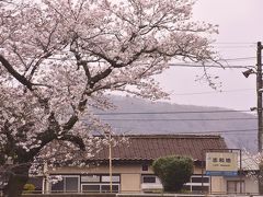 というわけで、志和地駅にやって来ました
ここ志和地駅も知る人ぞ知る「桜の駅」として有名な駅であり、駅ホームに沿って満開な桜並木が綺麗に続いていましたね