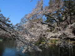 ひょうたん橋から井の頭池畔の桜の眺め