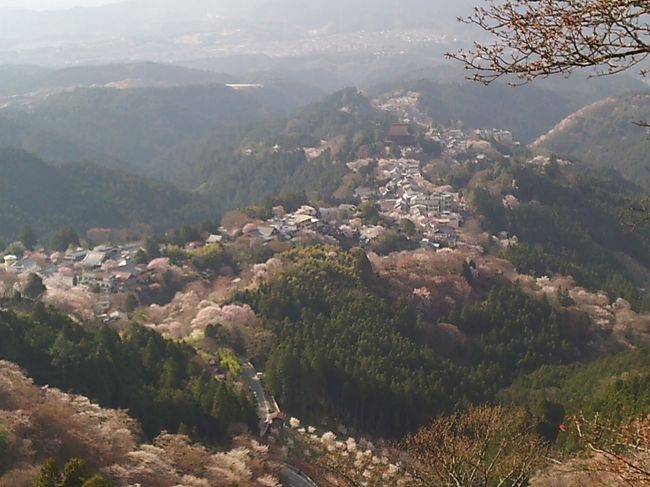 花矢倉展望台から<br /><br />下千本、中千本の桜が吉野山に広がる様は見事でした！<br /><br />写真中央部に写っている建物は、「金峯山寺　蔵王堂」です。