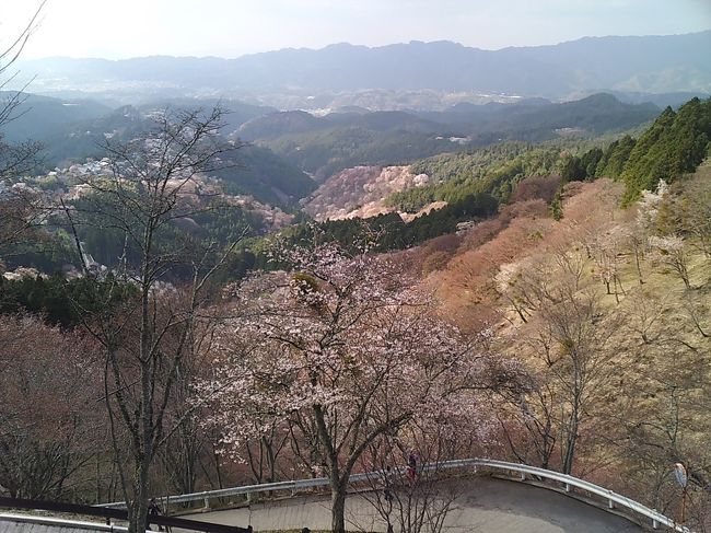 上千本～中千本バス停の途中