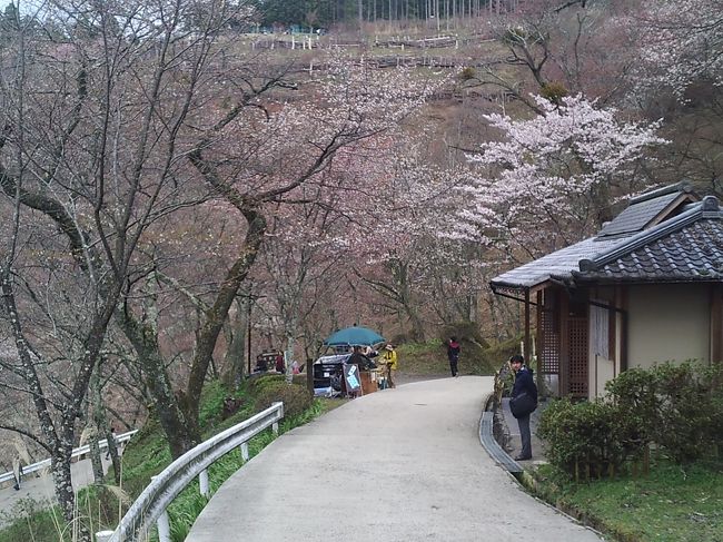 上千本～中千本バス停の途中<br /><br />この辺りは、まだ上千本です。