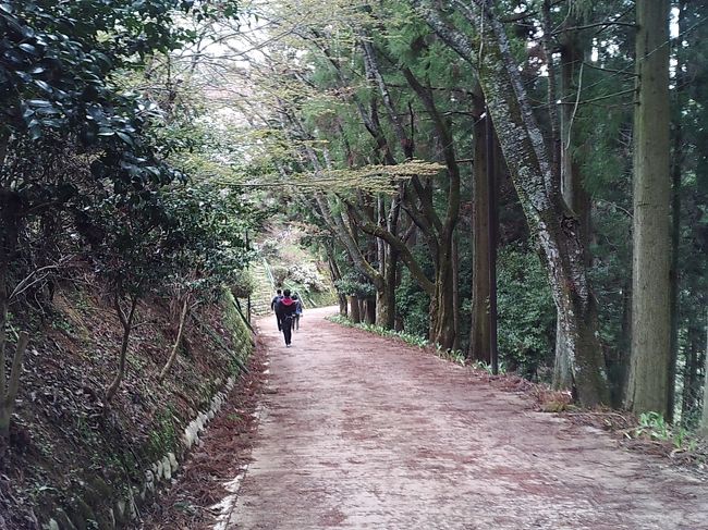 上千本～中千本バス停の途中