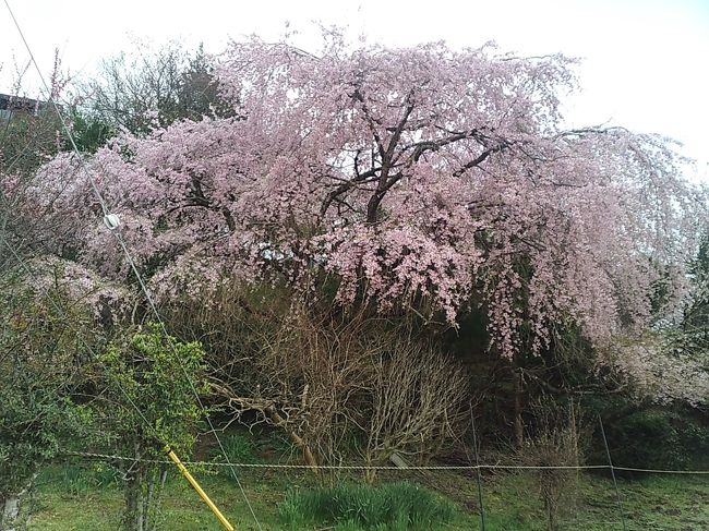 上千本～中千本バス停の途中