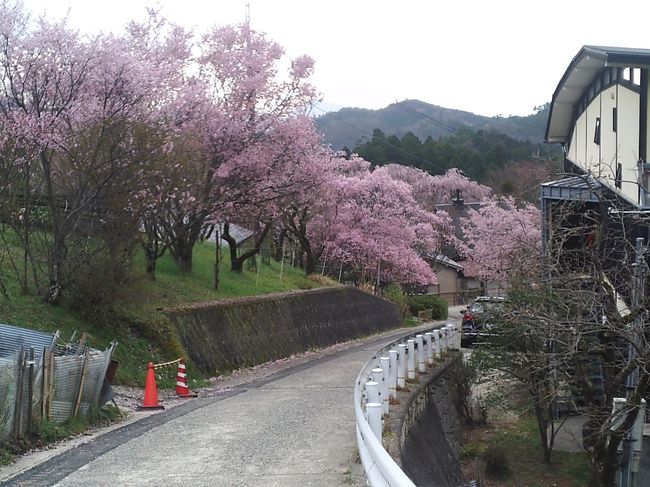 上千本～中千本バス停の途中
