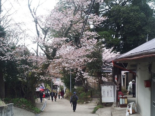 上千本～中千本バス停の途中