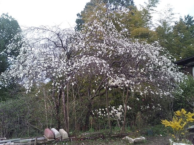 上千本～中千本バス停の途中