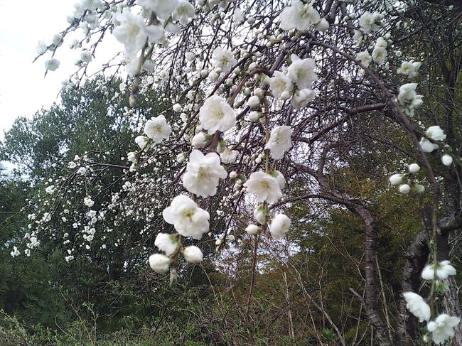 上千本～中千本バス停の途中