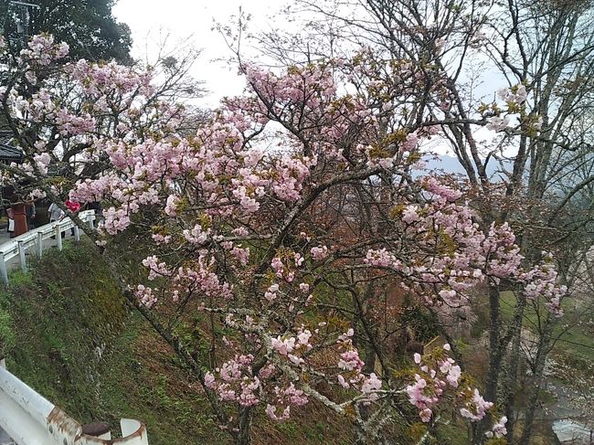 上千本～中千本バス停の途中