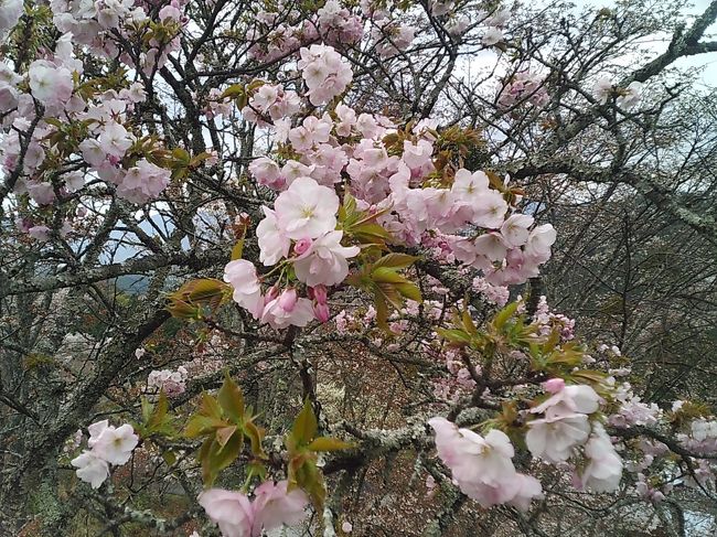 上千本～中千本バス停の途中