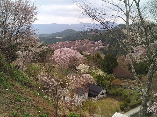 上千本～中千本バス停の途中