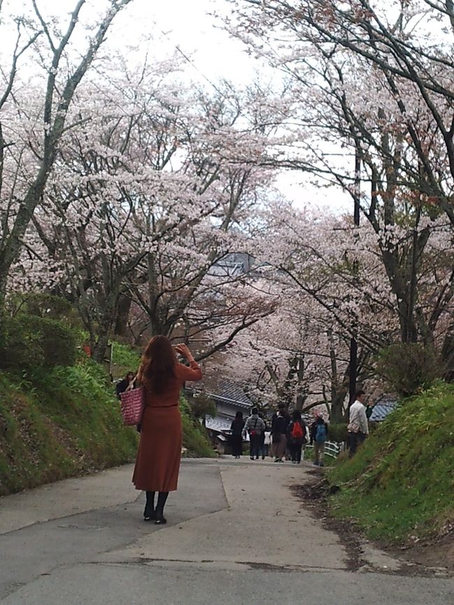 上千本～中千本バス停の途中