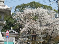 こちらも目的地近くにありました
八幡宮です。
近くで見ると少し葉桜に。
これか行くところは大丈夫？？