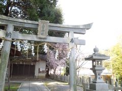 京都市内に移動中
道沿いから枝垂桜が見えて停車。
三宮神社というところ

スーパー銭湯脇にありました。
