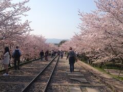 蹴上の駅の手前に全長582mの世界最長の傾斜鉄道跡、蹴上インクラインがありました。高低差約36メートルの琵琶湖疏水の急斜面で、船を運航するために敷設された傾斜鉄道の跡地です。両側の桜が満開で多くの人が歩いていました。