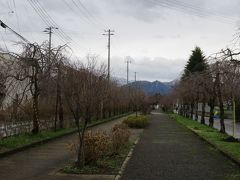 喜多方市の日中線が廃線になった後、桜を３ｋｍに渡って３０年前に植えたそうだが、それらが育ってきた。かつての線路は自転車や散歩の道に生まれ変わった。ただし、今回は、桜はまだ、蕾。