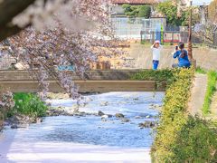 引地台の千本桜