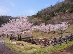 世羅甲山ふれあいの里の駐車場。
桜が、満開＾＾
