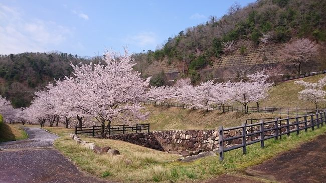 広島世羅 しだれ桜とチューリップを楽しみました 世羅 広島県 の旅行記 ブログ By ゆきさん フォートラベル