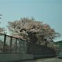桃と桜のお花見ドライブ　笛吹川フルーツ公園と武田神社