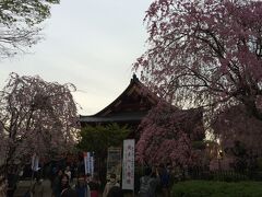 寛永寺清水観音堂の枝垂桜は結構見頃でした