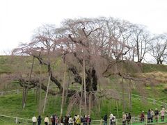 花見山のあとで、バスはさらに、郡山の東にある巨大な「三春滝桜」を見に行く。桜はまったく咲いていない。ただ、立派な巨木であることがわかった。