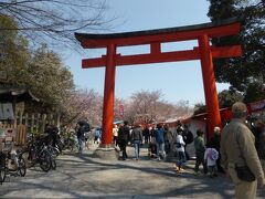 タクシー運ちゃんお薦めの

　　桜満開の平野神社