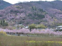 福島駅東口からバスに乗って花見山へ。往復500円。
ボランティアらしき方が何人かいて、バス停で並んでいる間に切符を買い、花見山のパンフレットももらえた。
バス停を下りるともうそこは花畑！　ピンクや黄色に染まった山が見える。