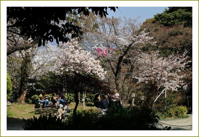 Solitary Journey 11 春色満開 桜を愛でながらウォーキング 太田川沿いの桜並木 比治山公園の桜 呉音戸の桜 広島市中区 広島市 広島県 の旅行記 ブログ By Mechagodzilla 703さん フォートラベル Solitary Journey 11 春色満開 桜を愛でながらウォーキング 太田川沿いの桜並木 比治山公園の桜 呉音戸の桜 広島市中区 広島市 広島県 の旅行記 ブログ By Mechagodzilla 703さん フォートラベル