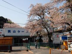 駅前の枝垂れさくらを観賞したら、車は駅前ロータリーをクルッと回って行きます。
ケーブル駅前にも染井吉野が2本有るのですが、いつも早咲きで、さっきの枝垂れ桜が咲く頃には葉桜なのですが、少し残っているので数枚撮っておきました。