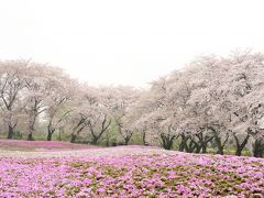 東武トレジャーガーデン

ソメイヨシノと芝桜の開花が同時に見れるのは珍しいそうです。