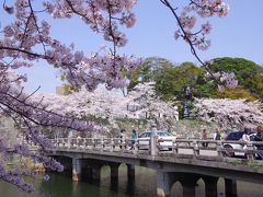 ネットで事前に調べた、彦根城の桜の開花状況は、"散り始め"となっていたけれど、まだまだ満開でとってもキレイです!

彦根城には去年、東京から遊びに来た友達と訪れたことありますが、3月だったのでまだ肌寒く、桜も咲いていませんでした。　滋賀県内でも桜スポットして有名な彦根城に、桜の季節に再訪出来て嬉しい☆

前回、2016年3月に友達と彦根城を訪れた時の旅行記↓
http://4travel.jp/travelogue/11114735
