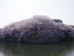 ライトアップされた彦根城の桜と言えば、ココが1番有名だと思います。　中堀の、いろは松の所から撮影した満開の桜。　昼間は水面に桜がキレイに映るわけではないのであんなにキレイに撮れませんが…。　でもやっぱり有名なスポットだからか、三脚をたてたカメラマンがココだけたくさんいました!