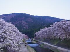 去年も満開の桜を楽しんだこの場所ですが、去年は仕事帰りの真っ暗な時間帯に連れてきてもらったので、明るい時間帯に到着することを目標に車を走らせました!　青空と桜並木のコラボには残念ながら間に合いませんでしたけど、まだまだ明るいですよね!

素晴らしいです、うぐい川の千本桜!　滋賀県内の桜の名所としてはそれなりに有名なようですが、場所が場所だからか、あとは平日ということもあり、ほぼ貸し切り状態!　私以外に見物客が10組いたかどうか?っていうくらいです。　