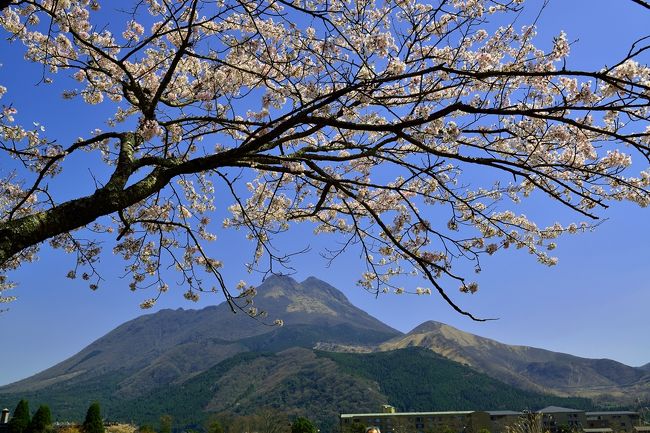 由布院の桜2017』湯布院・由布院温泉(大分県)の旅行記・ブログ